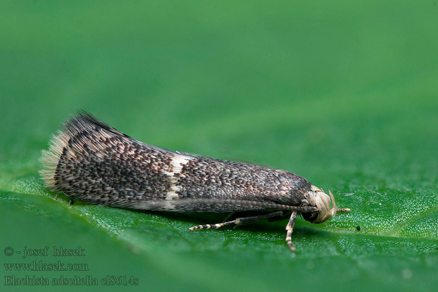 Elachista adscitella Oblique-barred Dwarf Älväxingminerarmal