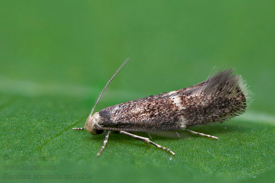 Elachista adscitella Älväxingminerarmal