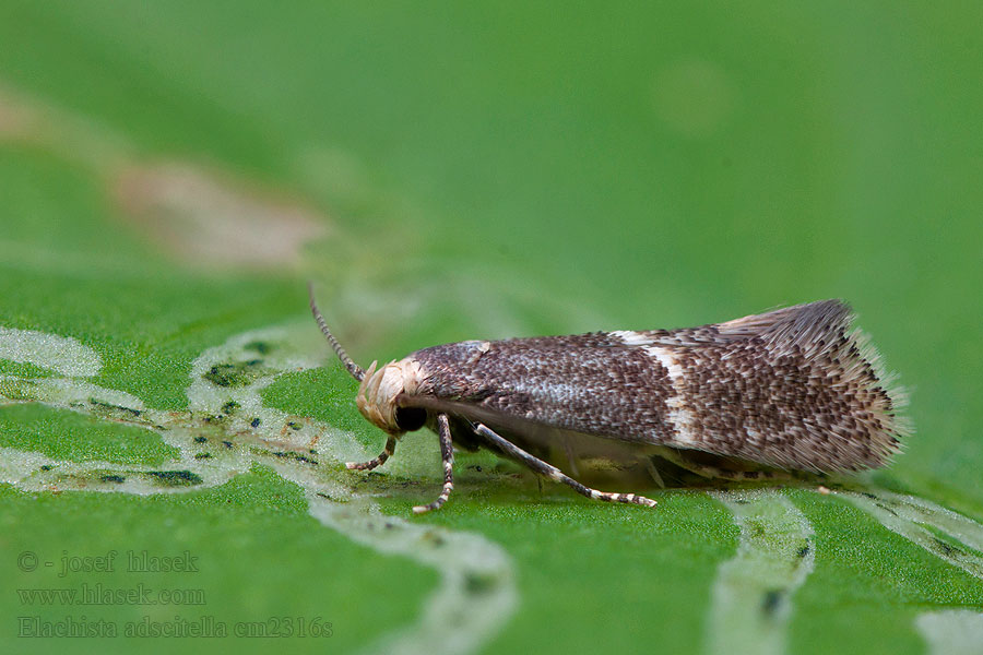 Oblique-barred Dwarf Trávovček svetlohlavý Elachista adscitella