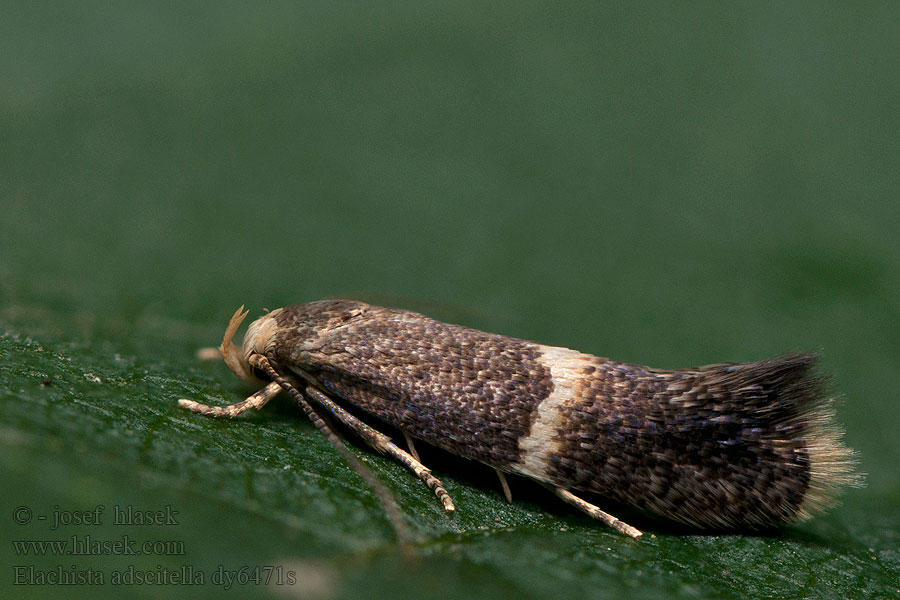 Ruwe-smelemineermot Älväxingminerarmal Elachista adscitella