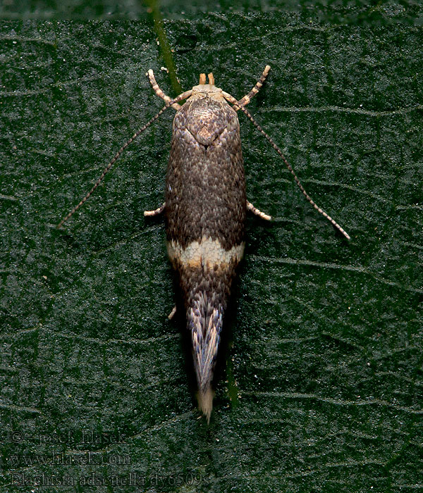 Oblique-barred Dwarf Elachista adscitella