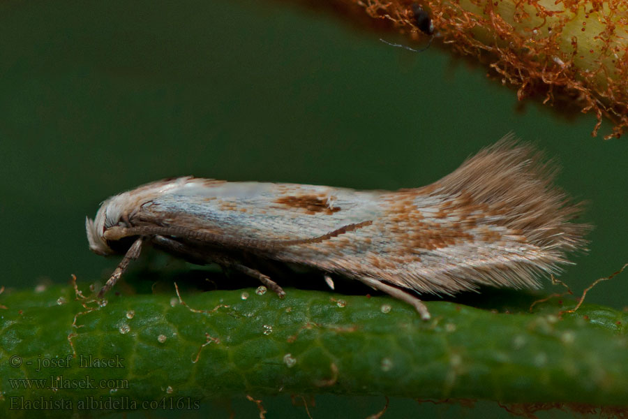 Elachista albidella Witte zeggemineermot