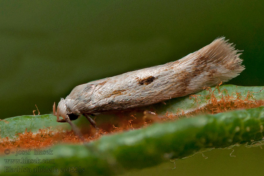 Elachista albidella Tuvsävminerarmal