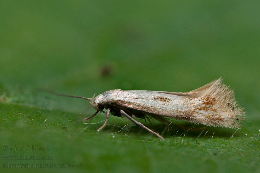 Witte zeggemineermot Elachista albidella