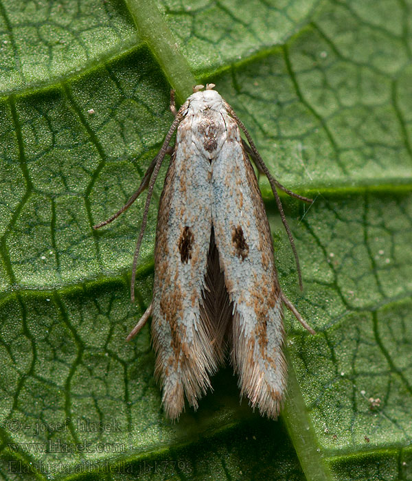 Tuvsävminerarmal Elachista albidella