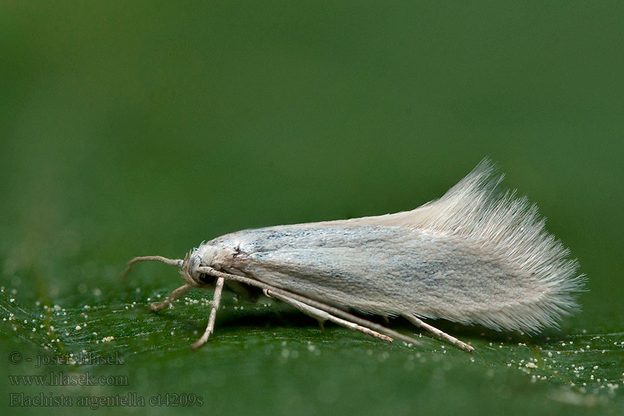 Elachista argentella Trávovček striebristý Witte grasmineermot