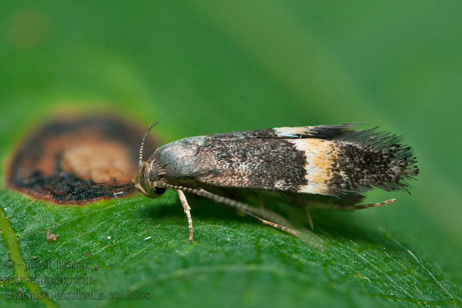 Elachista bisulcella Yellow-tipped Dwarf Trávovček rozčenutý