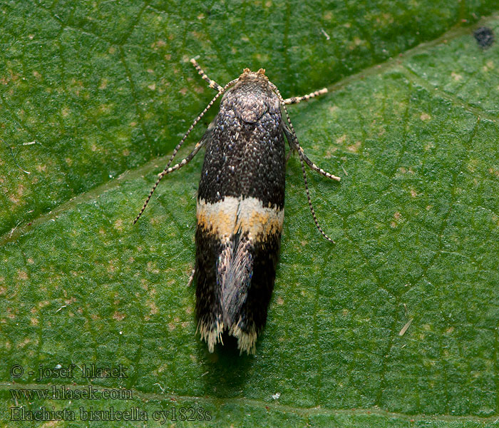 Elachista bisulcella