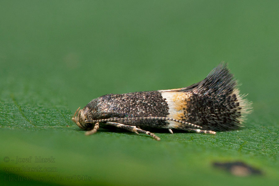 Elachista bisulcella