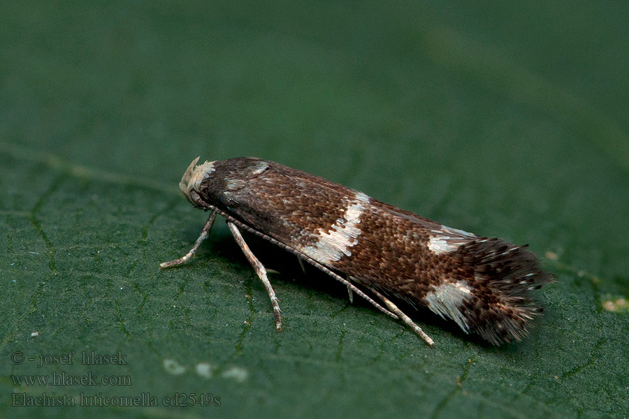 Elachista luticomella