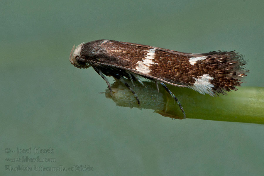 Elachista luticomella