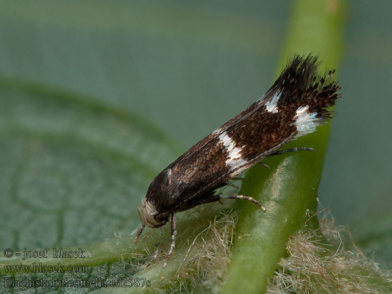 Elachista luticomella