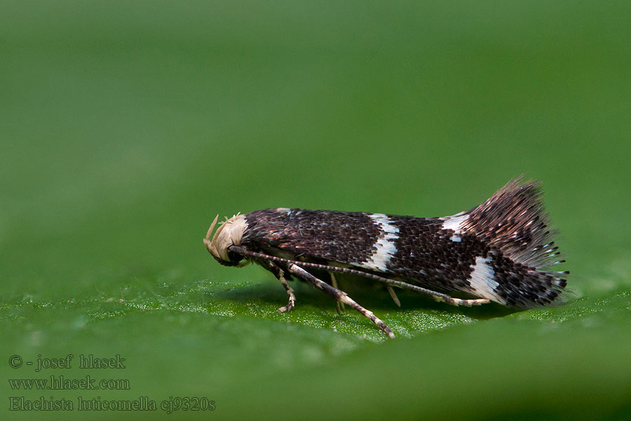 Elachista luticomella