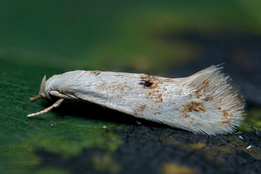 Elachista maculicerusella Grijsgevlekte grasmineermot