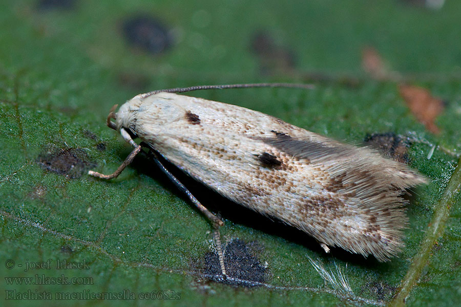 Elachista maculicerusella