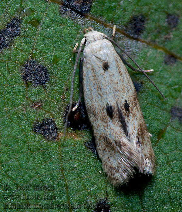 Elachista maculicerusella