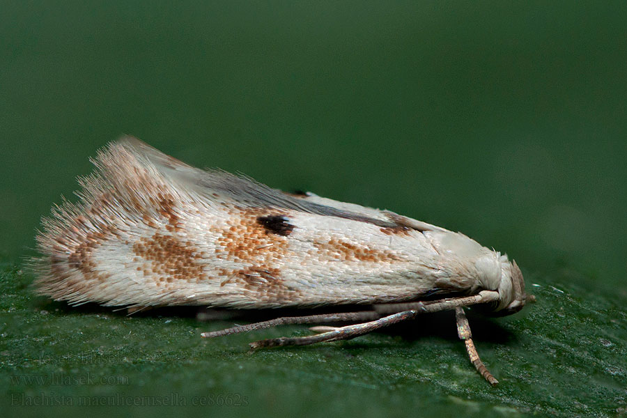 Elachista maculicerusella Rörflensgräsmal