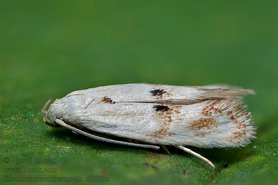 Elachista maculicerusella