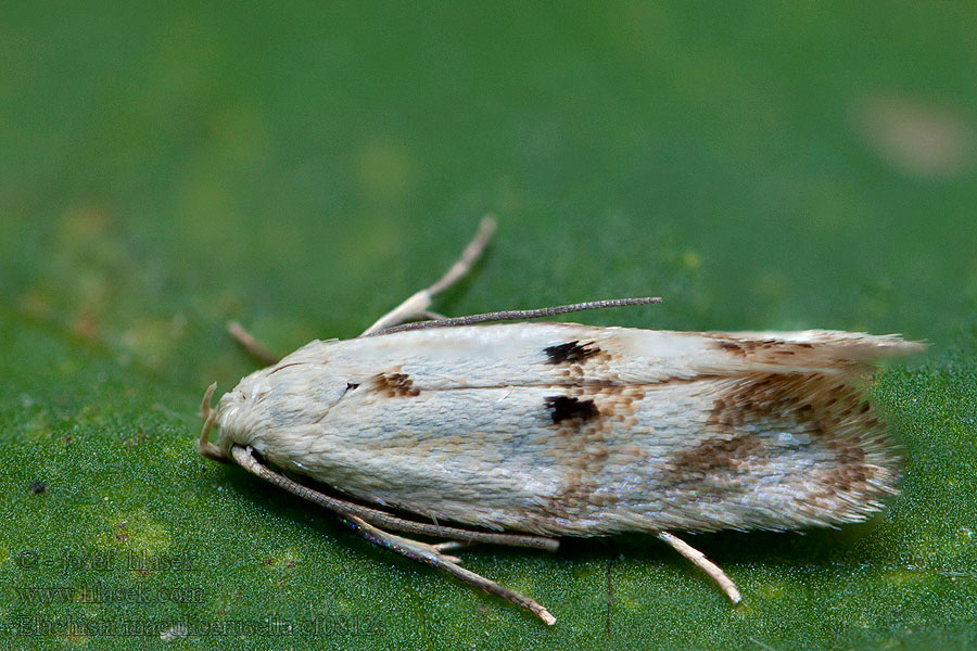 Elachista maculicerusella