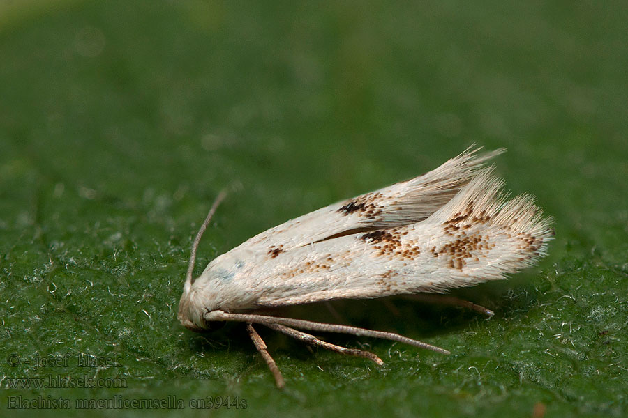 Elachista maculicerusella