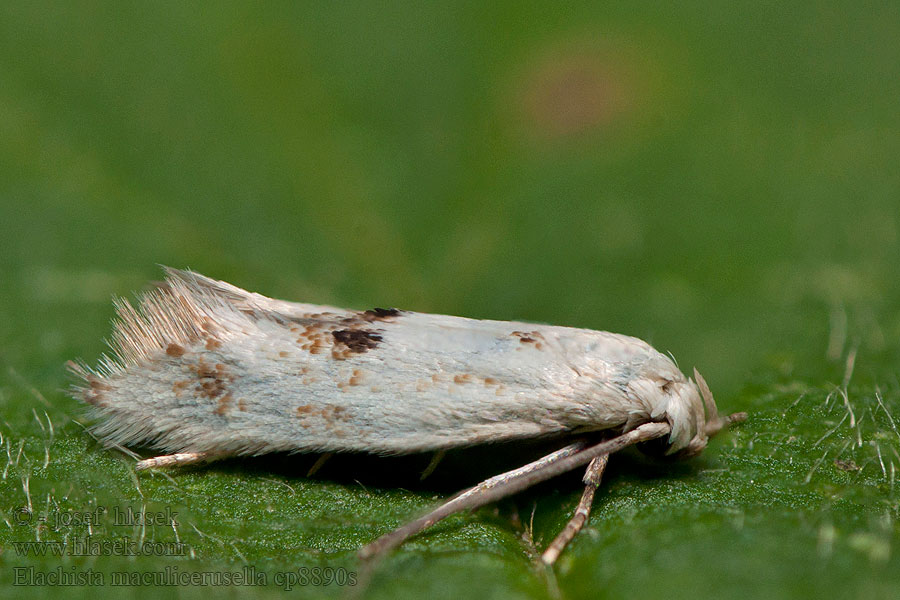 Elachista maculicerusella