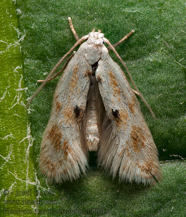 Elachista maculicerusella