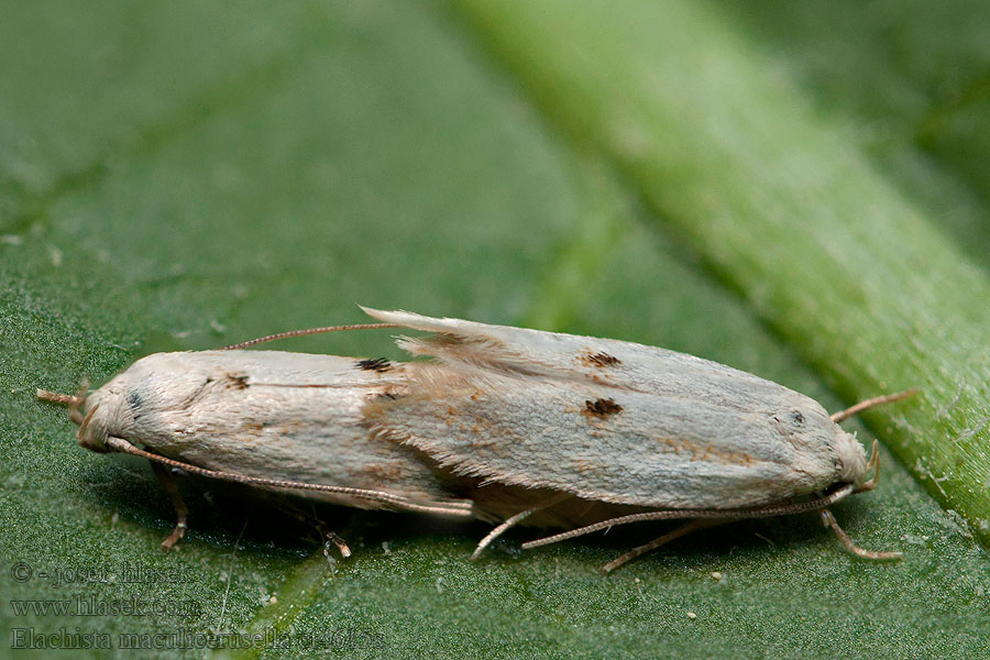 Elachista maculicerusella