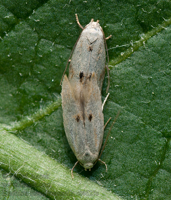 Elachista maculicerusella