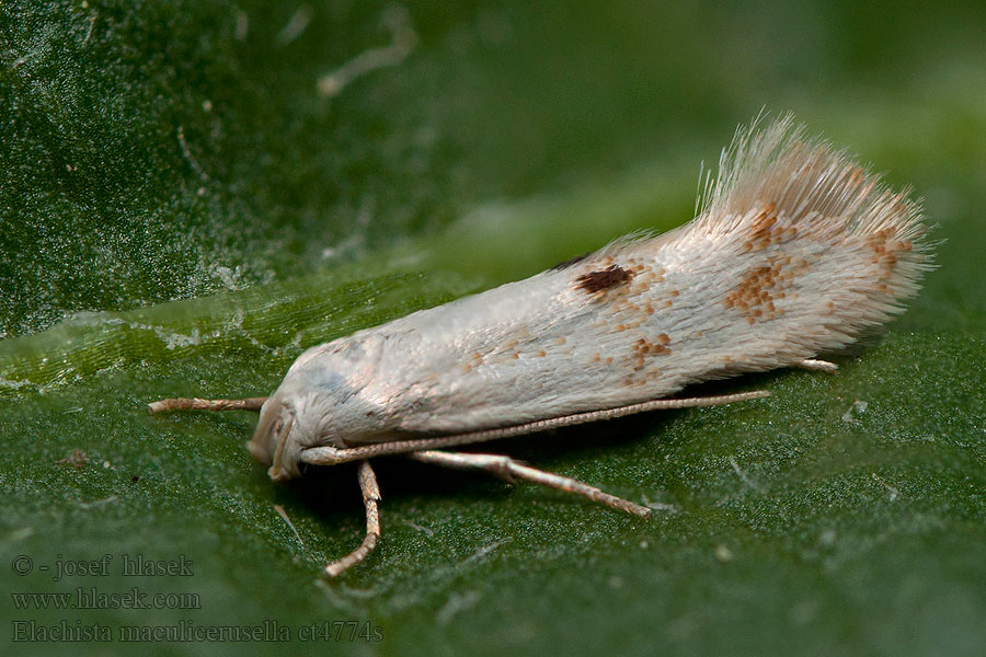 Elachista maculicerusella