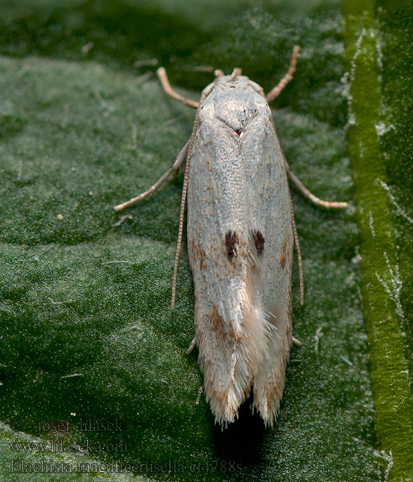 Elachista maculicerusella