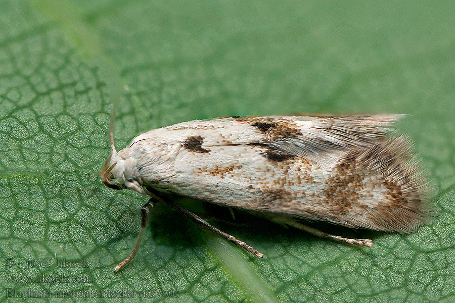 Elachista maculicerusella