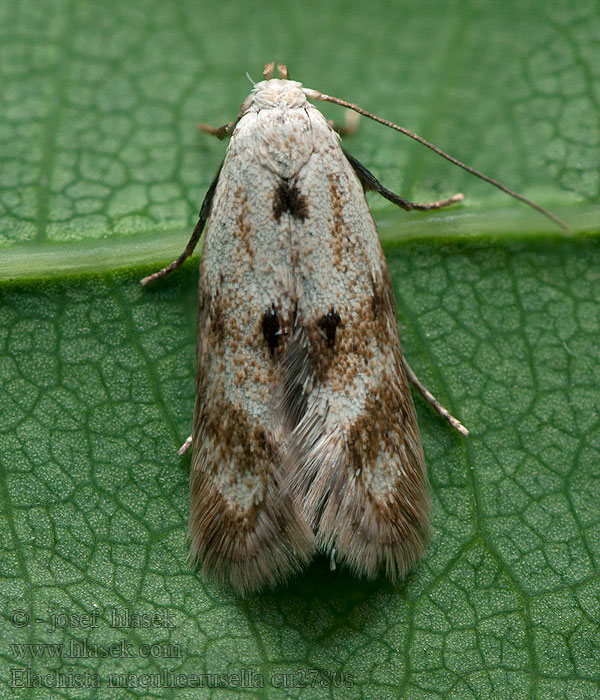 Elachista maculicerusella