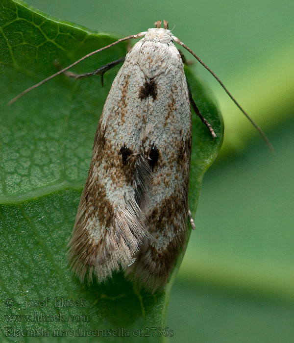 Elachista maculicerusella