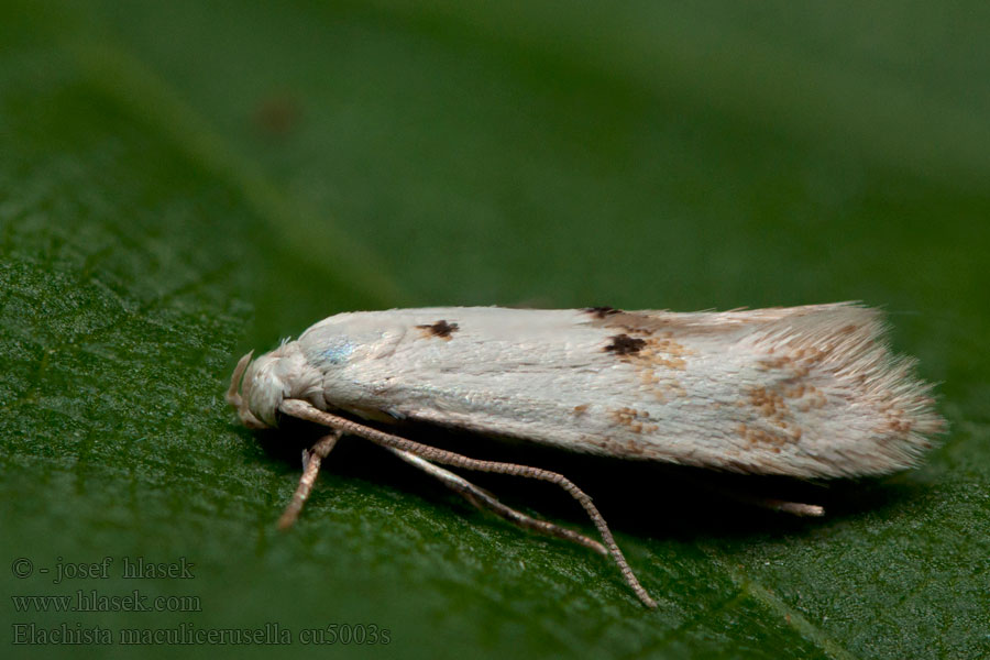 Elachista maculicerusella