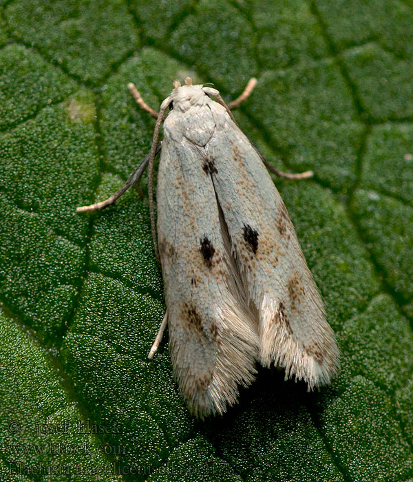 Elachista maculicerusella