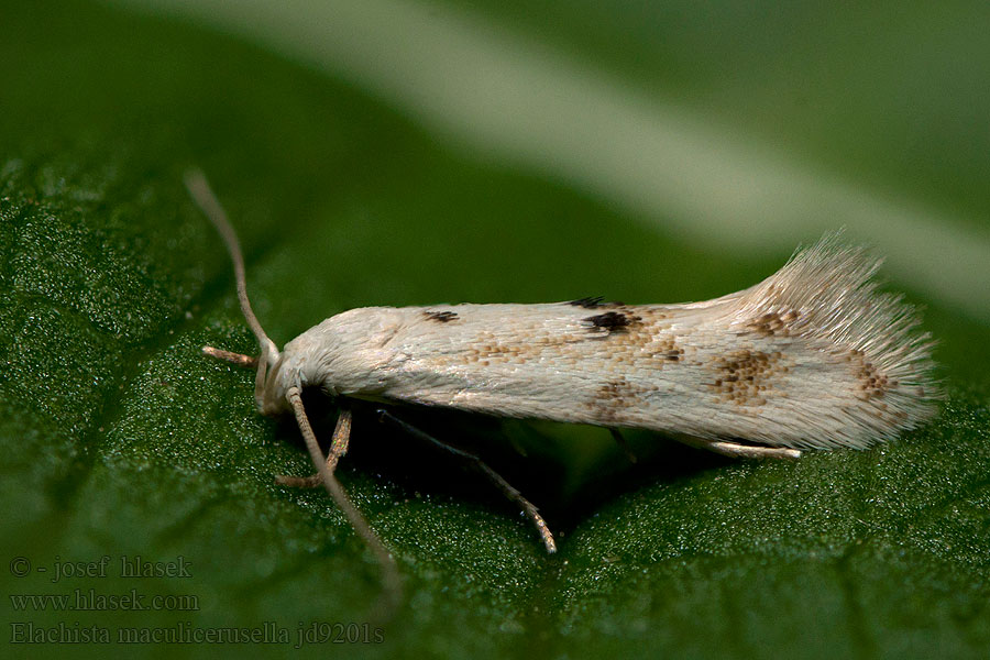 Elachista maculicerusella