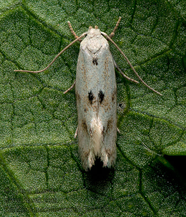 Elachista maculicerusella