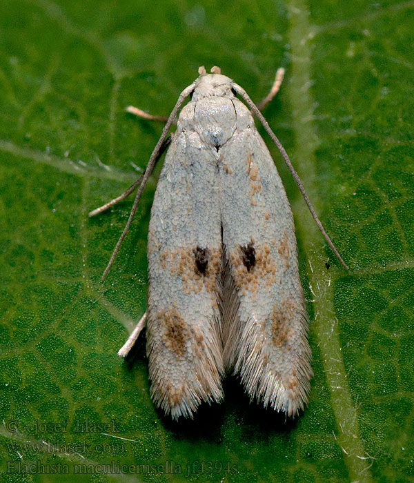 Elachista maculicerusella Grijsgevlekte grasmineermot Rörflensgräsmal