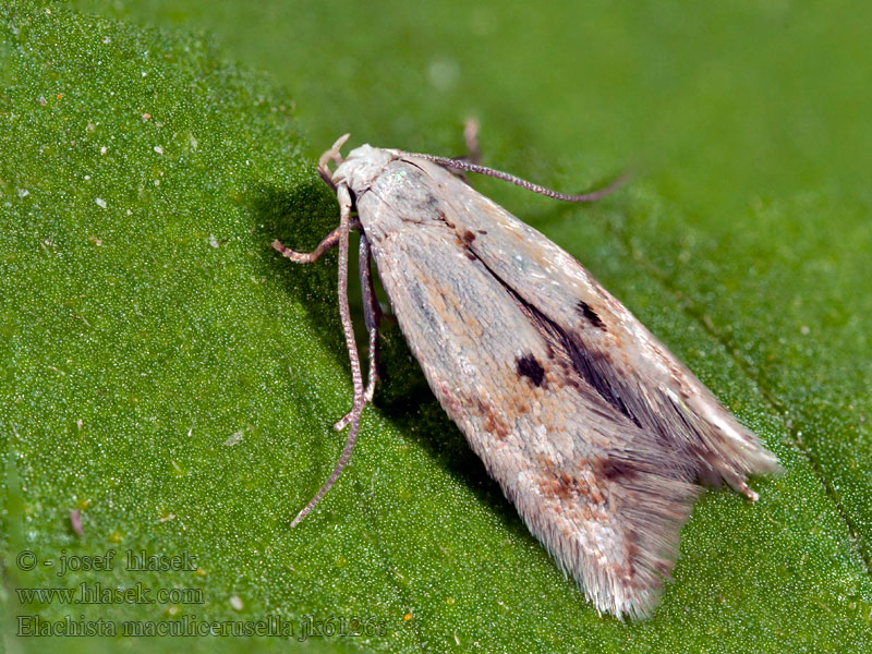 Elachista maculicerusella Grijsgevlekte grasmineermot Rörflensgräsmal