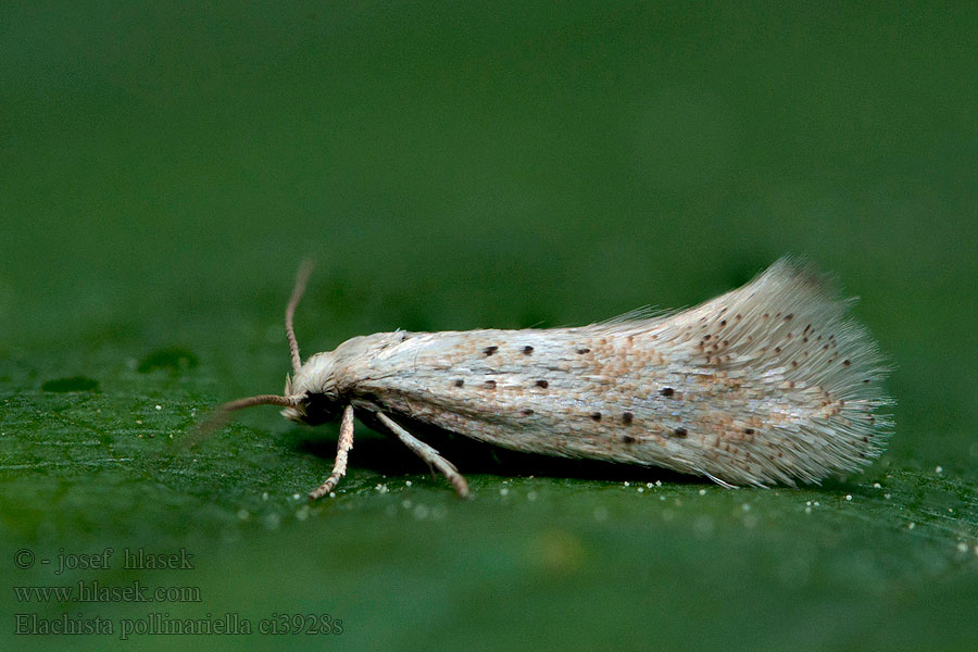 Elachista pollinariella Gepuncteerde grasmineermot Aranyzabmoly