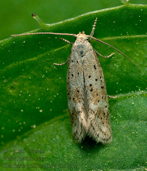 Gepuncteerde grasmineermot Aranyzabmoly Pilkkuhitukoi Elachista pollinariella
