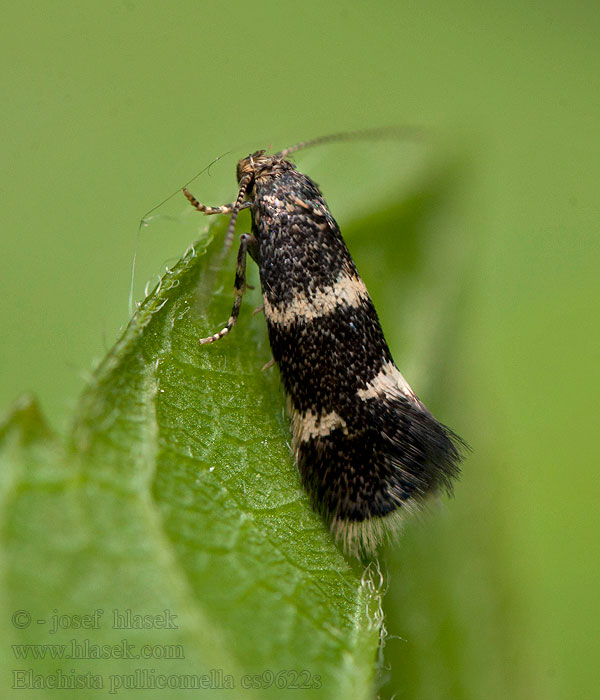 Elachista pullicomella