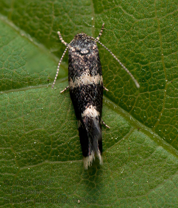 Elachista pullicomella