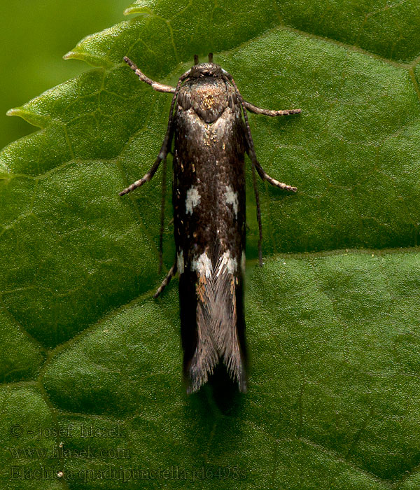 Fyrpunkterad fryleminerarmal Elachista quadripunctella