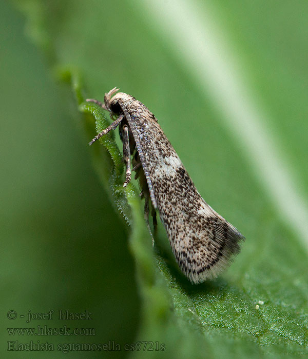 Elachista squamosella