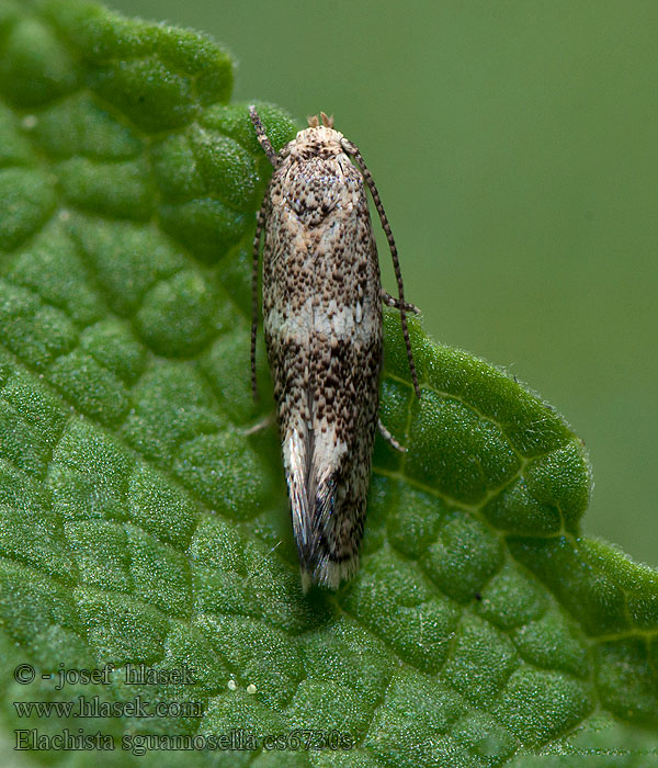 Elachista squamosella