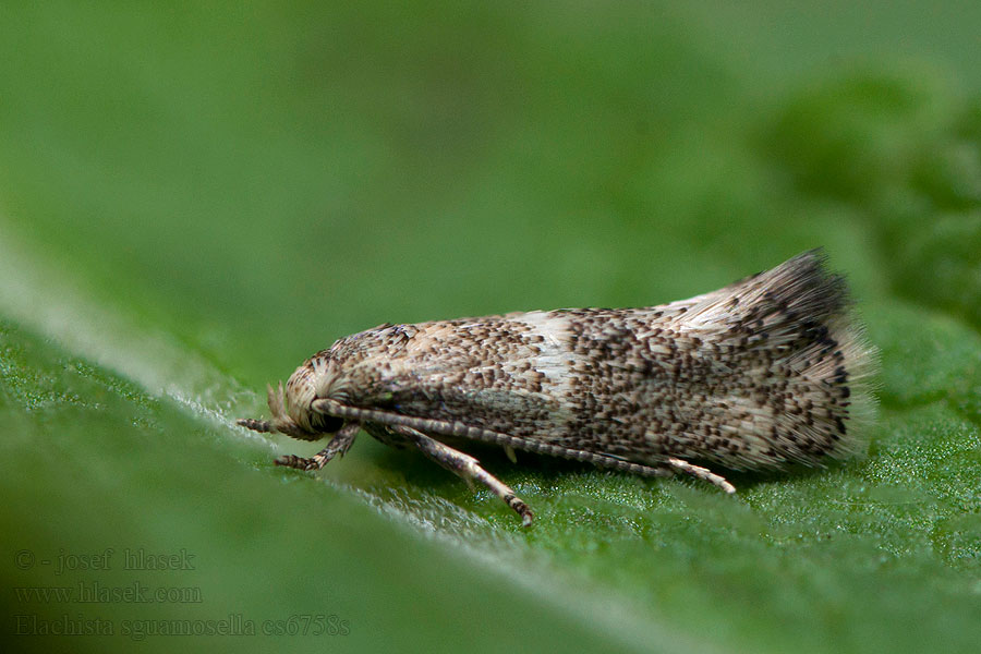 Elachista squamosella