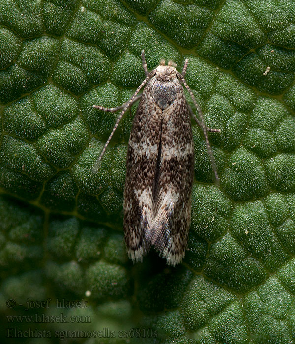 Elachista squamosella