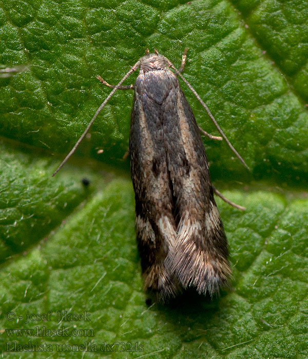 Elachista utonella