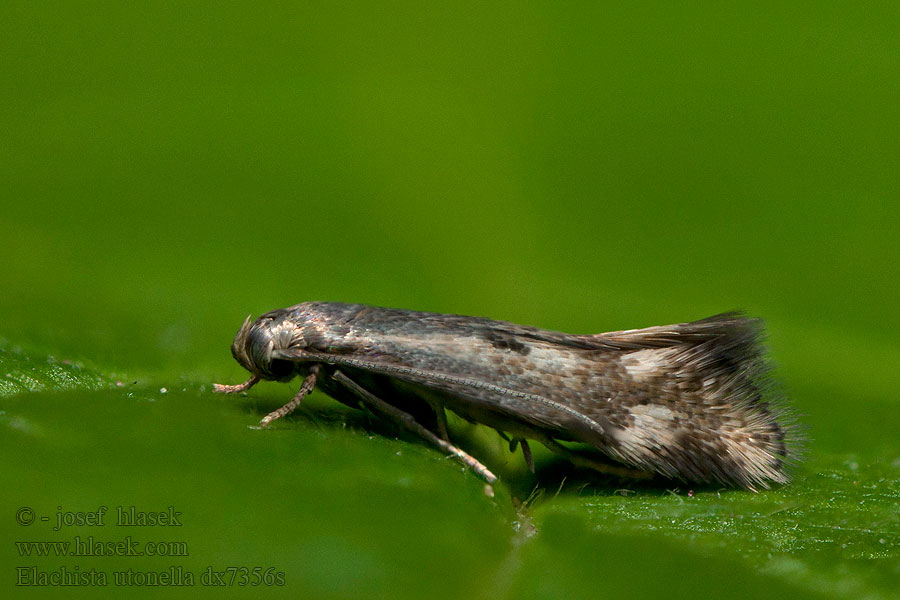 Elachista utonella